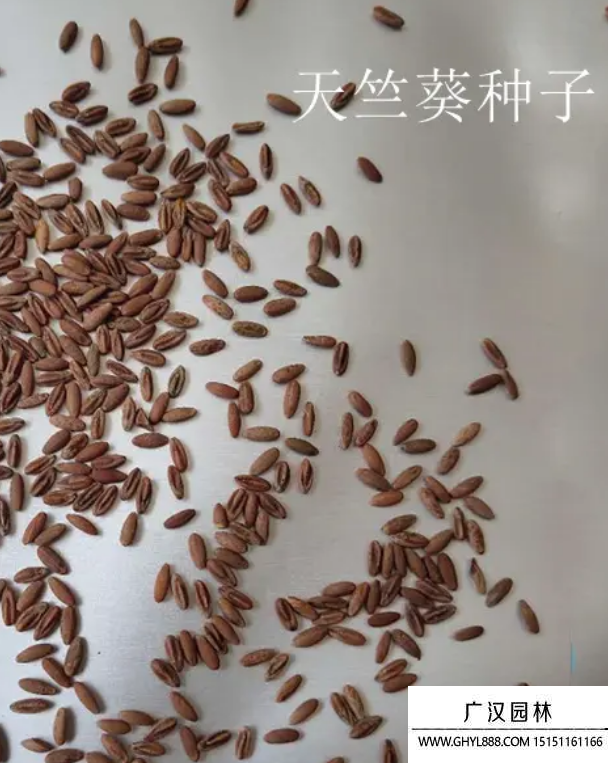 重瓣天竺葵種子