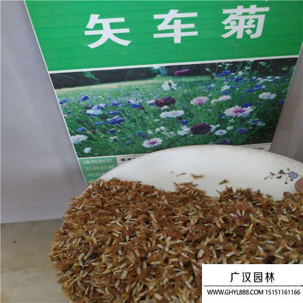 矢車(chē)菊種子 矢車(chē)菊種子