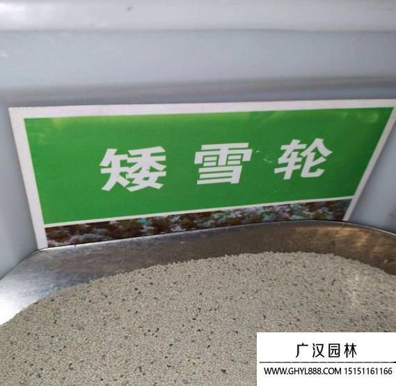 矮雪輪種子 矮雪輪種子