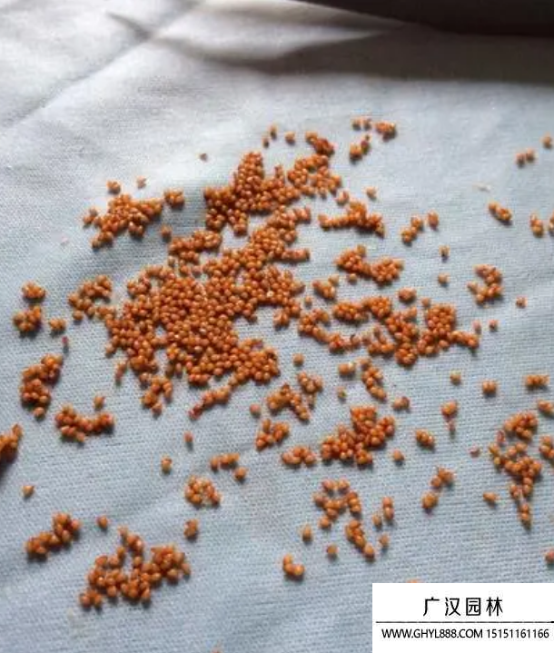 玉翁種子 玉翁種子