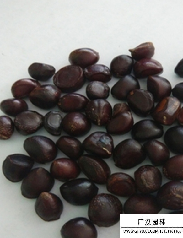 芍藥種子 芍藥種子