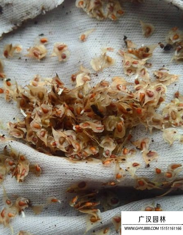 毛茛種子 毛茛種子