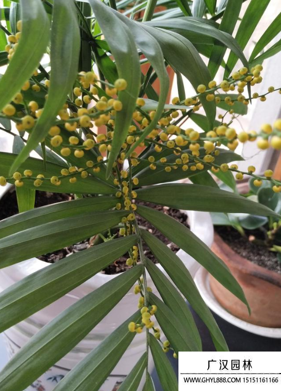 袖珍椰子種子 袖珍椰子種子