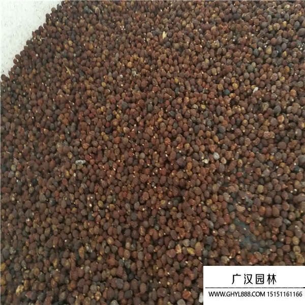 鳶尾種子 鳶尾種子