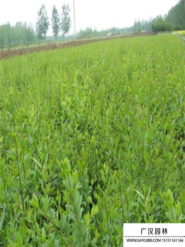 小葉女貞 小葉女貞