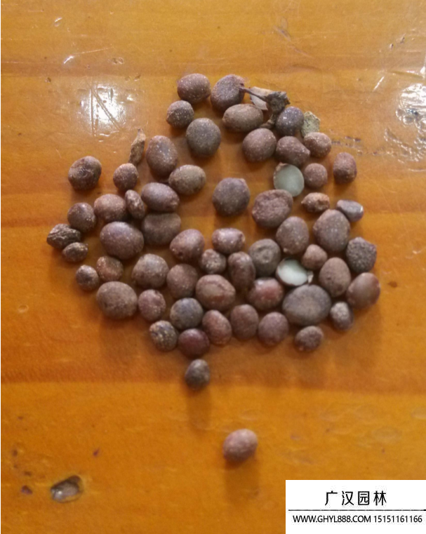 指甲花種子 指甲花種子