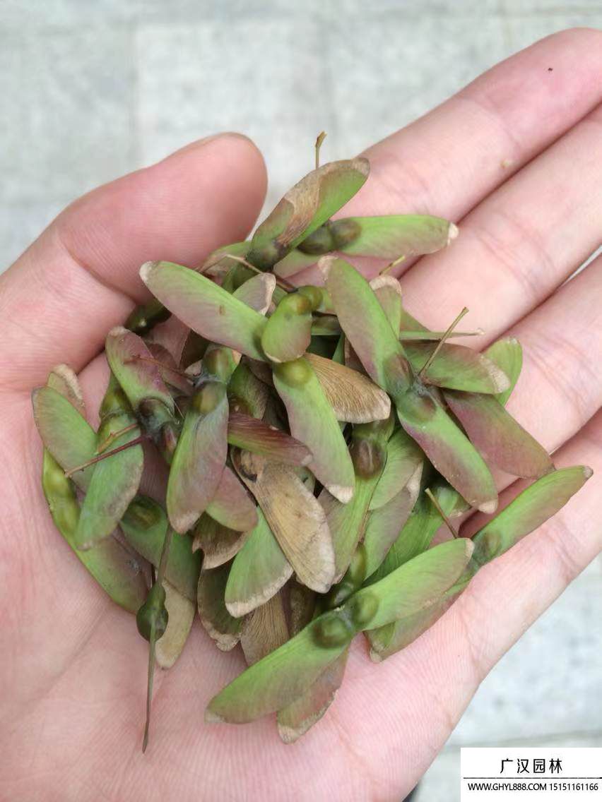 垂絲海棠種子 垂絲海棠種子