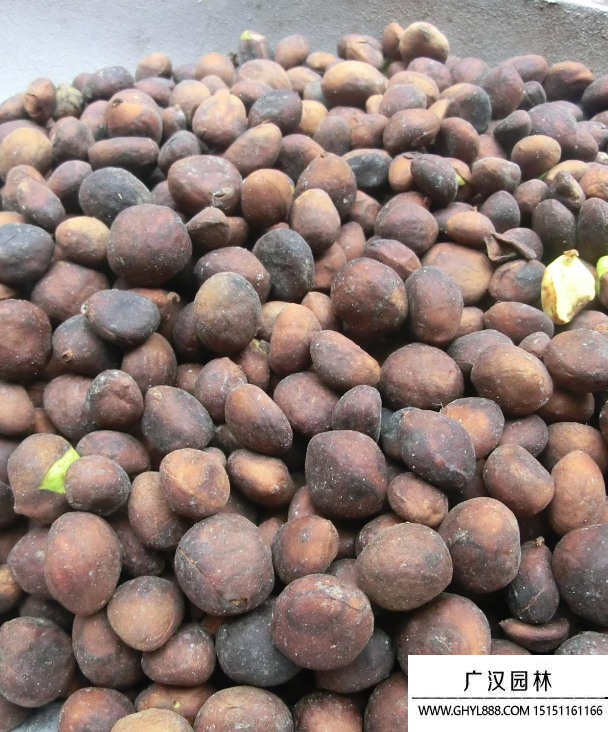 枇杷種子 枇杷種子