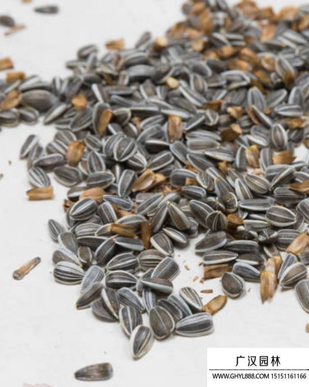 向日葵種子 向日葵種子