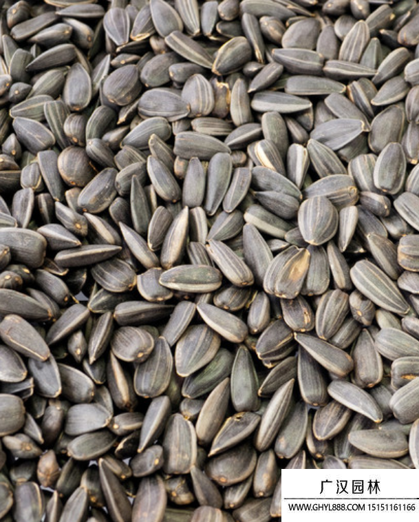 向日葵種子 向日葵種子