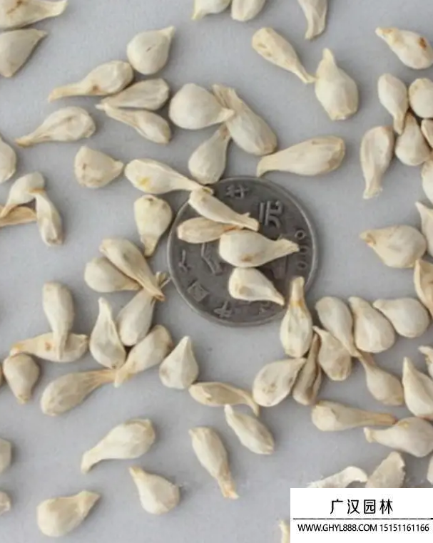 金桔種子 金桔種子