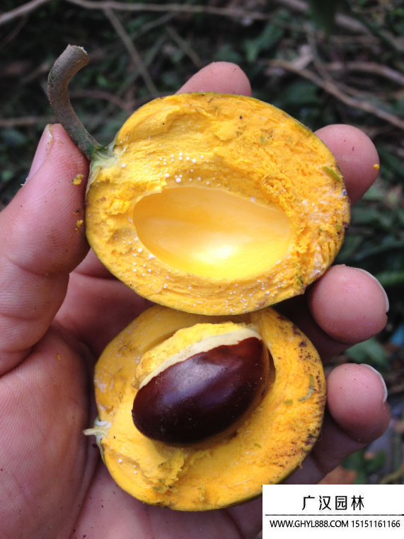 蛋黃果種子 蛋黃果種子