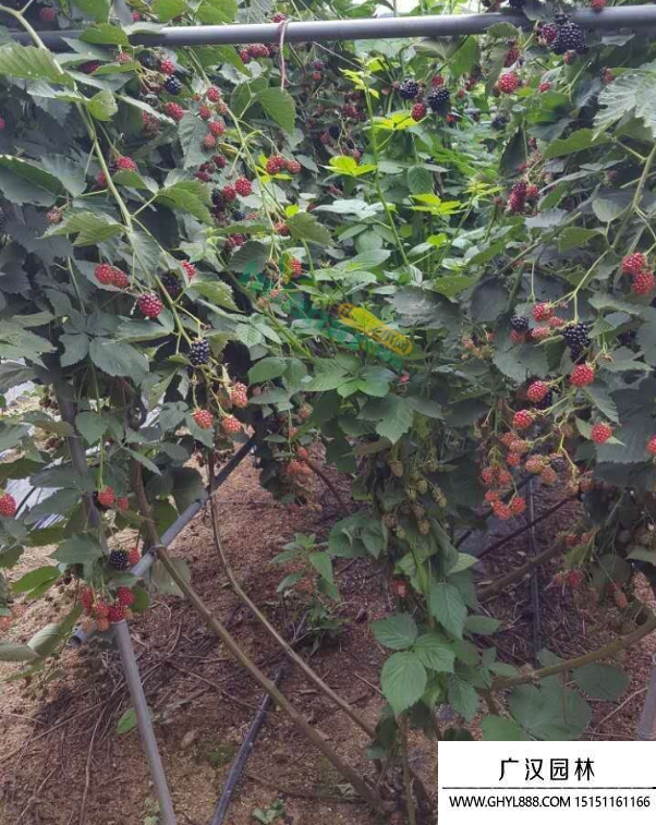 覆盆子 覆盆子
