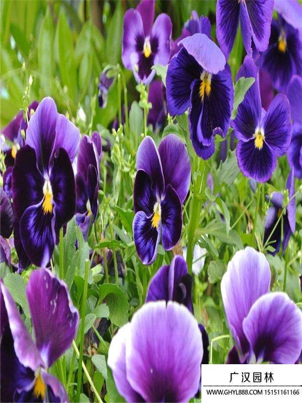 三色堇4_副本.jpg 三色堇4_副本.jpg