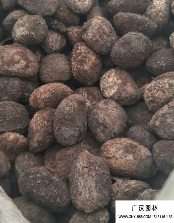 桐樹種子 桐樹種子