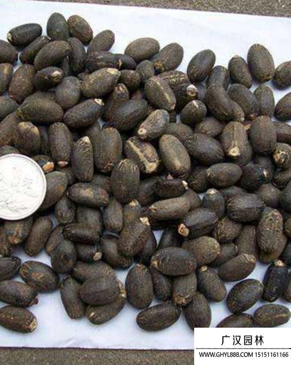 桐樹種子 桐樹種子