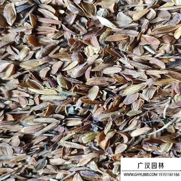 丁香種子 丁香種子