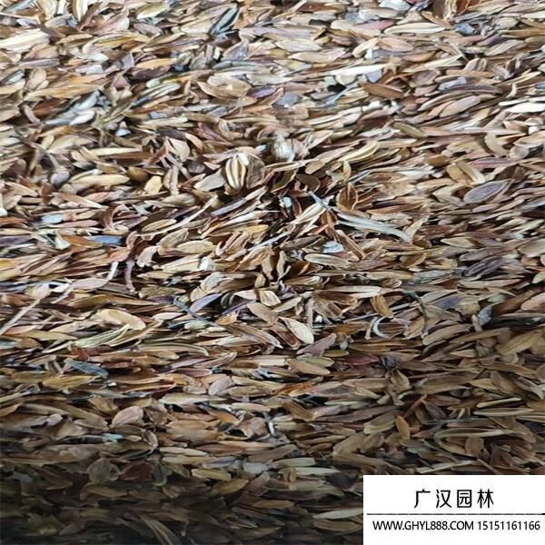 丁香種子 丁香種子