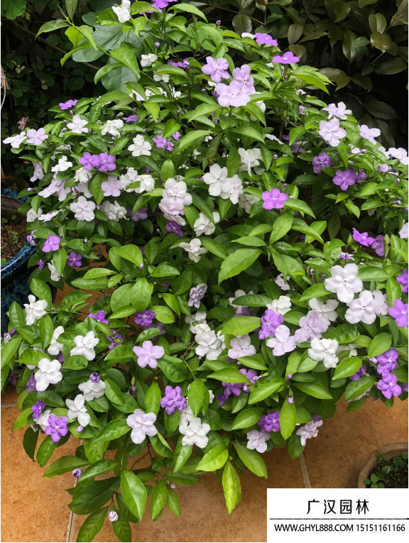 雙色茉莉 雙色茉莉