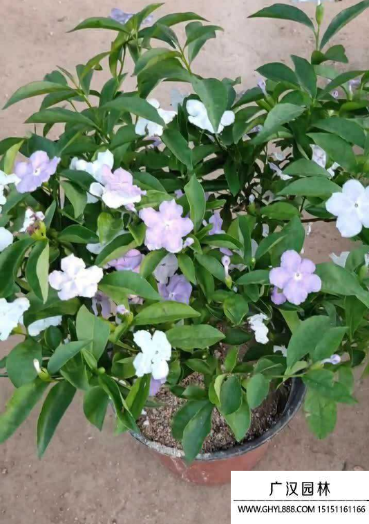 雙色茉莉 雙色茉莉