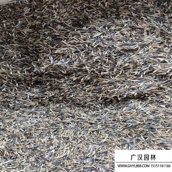 孔雀草種子 孔雀草種子