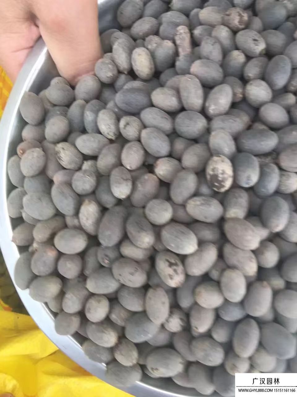 荷花種子 荷花種子