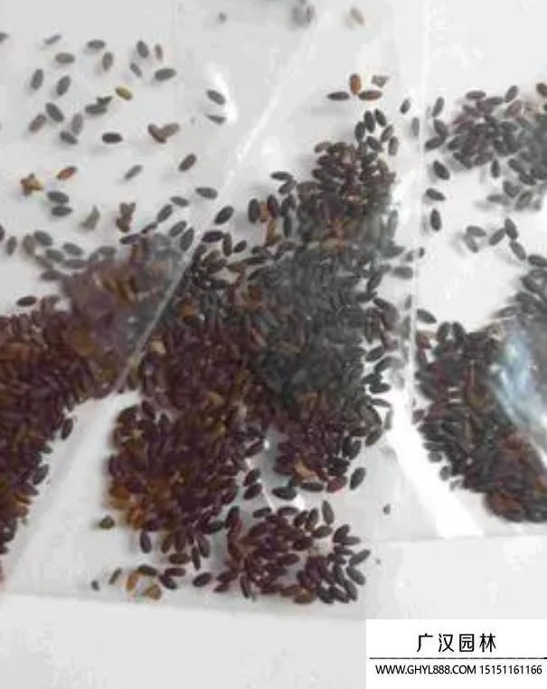 生石花種子 生石花種子