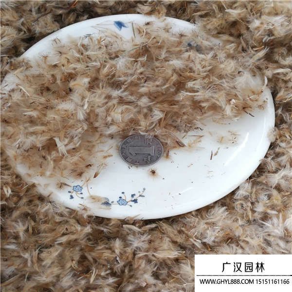 勛章花種子 勛章花種子