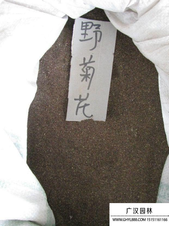 野菊花苦意種子