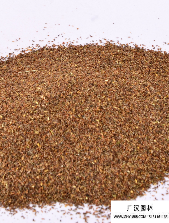 野菊花苦意種子