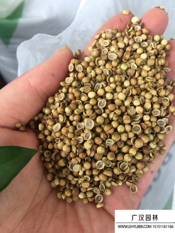 香菜種子 香菜種子