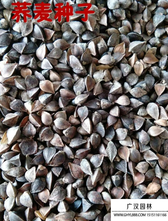 蕎麥種子 蕎麥種子