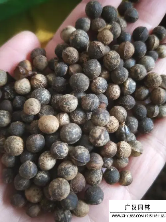 香樟種子