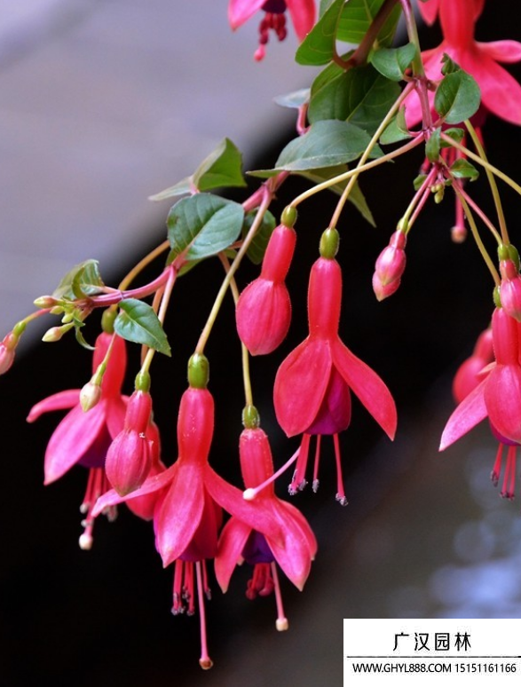 吊鐘海棠