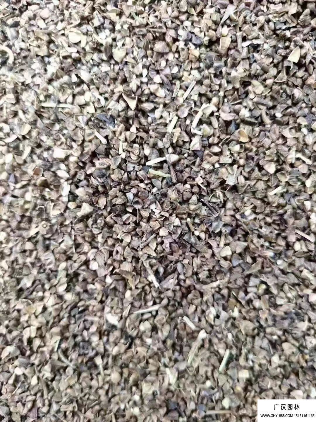 紫薇種子 紫薇種子