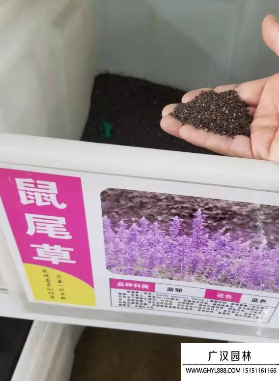 鼠尾草種子 鼠尾草種子