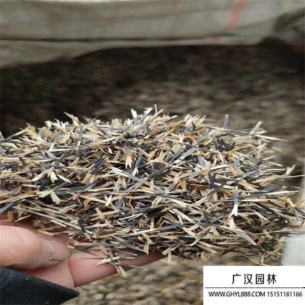 孔雀草種子 孔雀草種子