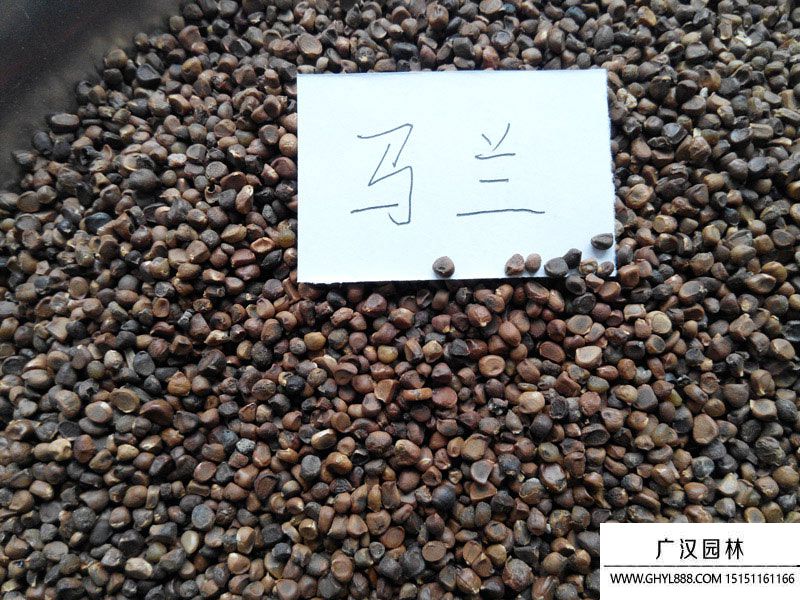 馬蘭頭種子 馬蘭頭種子