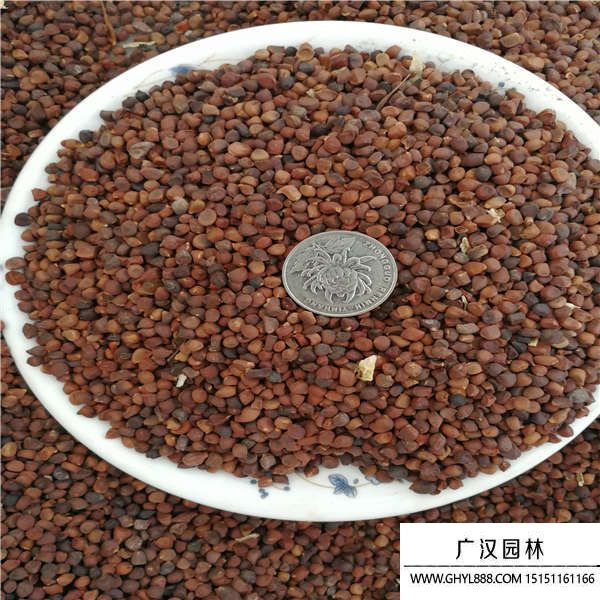 馬蘭頭種子 馬蘭頭種子