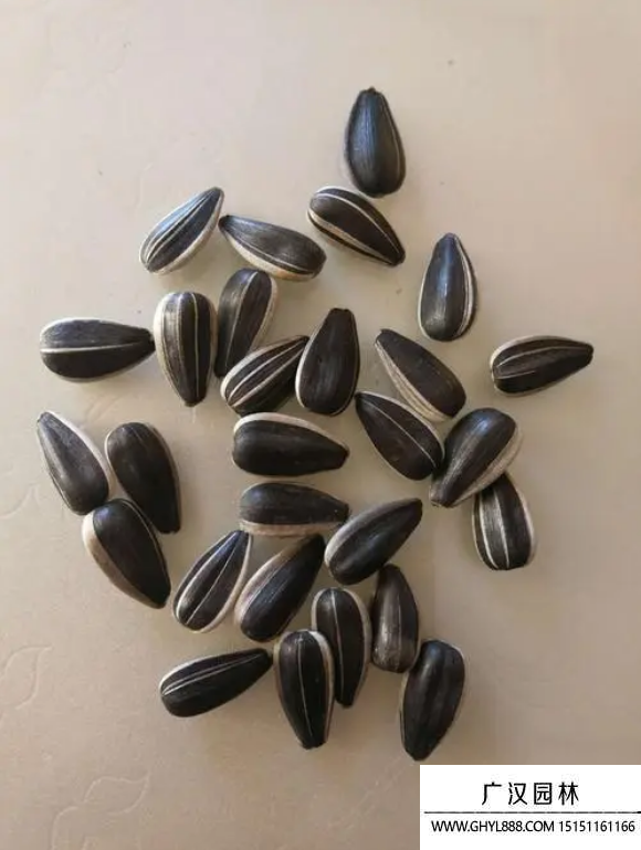 向日葵種子 向日葵種子