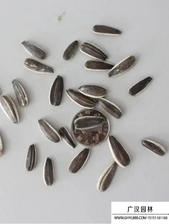 向日葵種子 向日葵種子