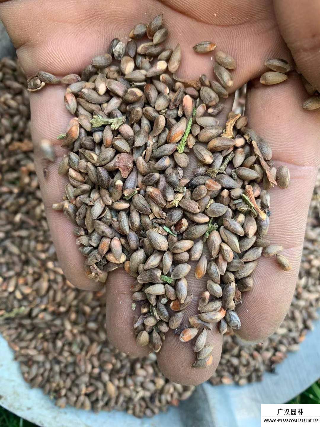 扁柏種子 扁柏種子