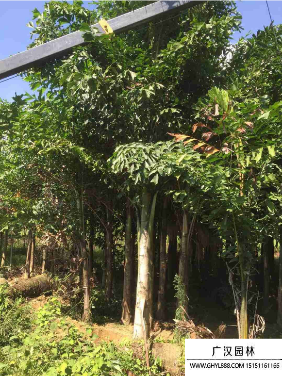 魚(yú)尾葵 魚(yú)尾葵