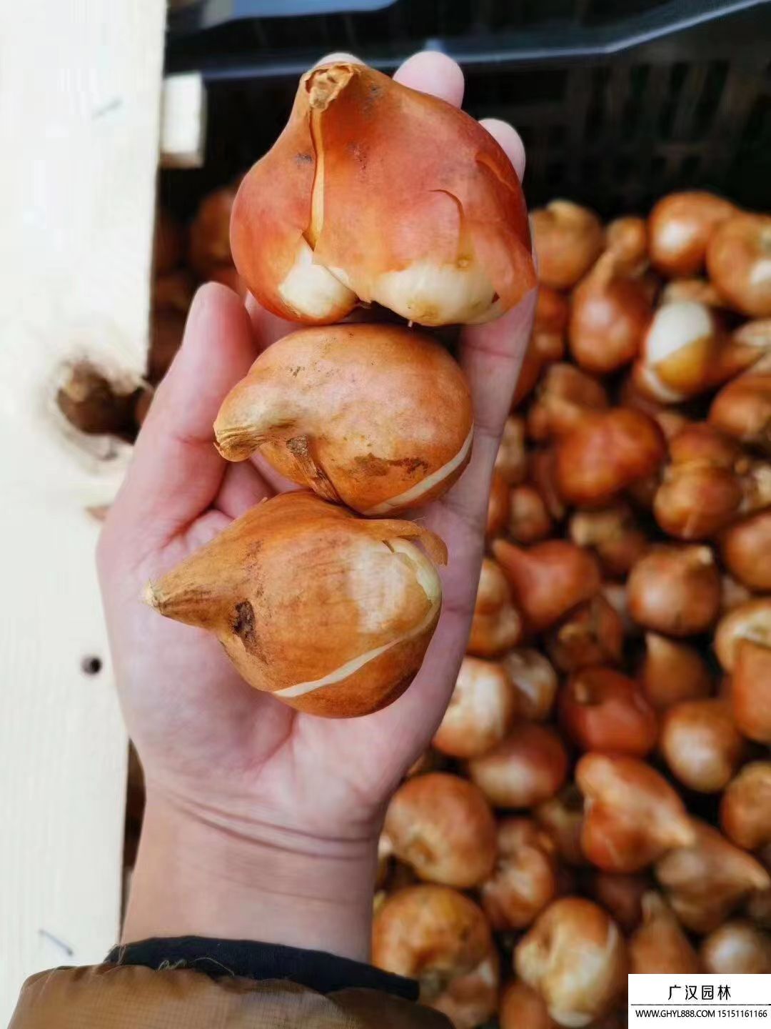 郁金香種子 郁金香種子