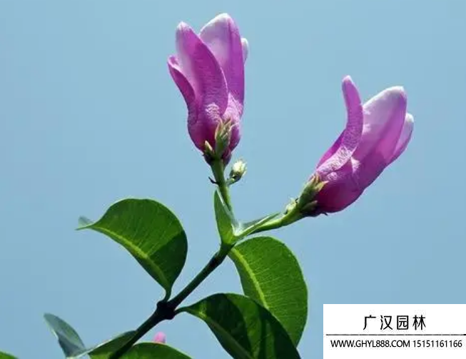 按葉藤種子 按葉藤種子