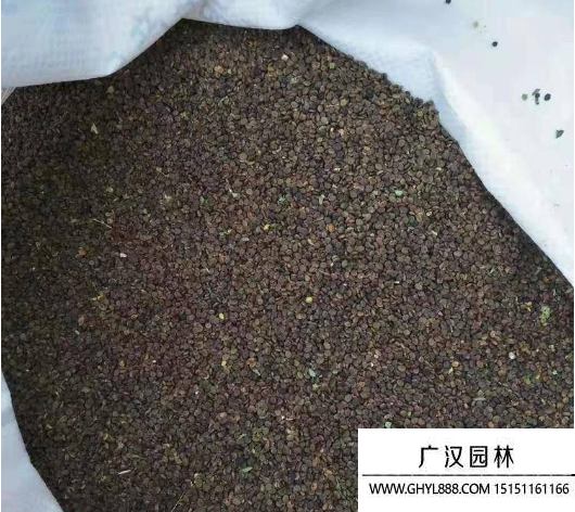 黃芪種子 黃芪種子