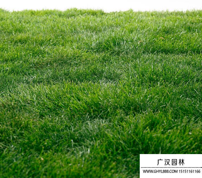 草皮 草皮