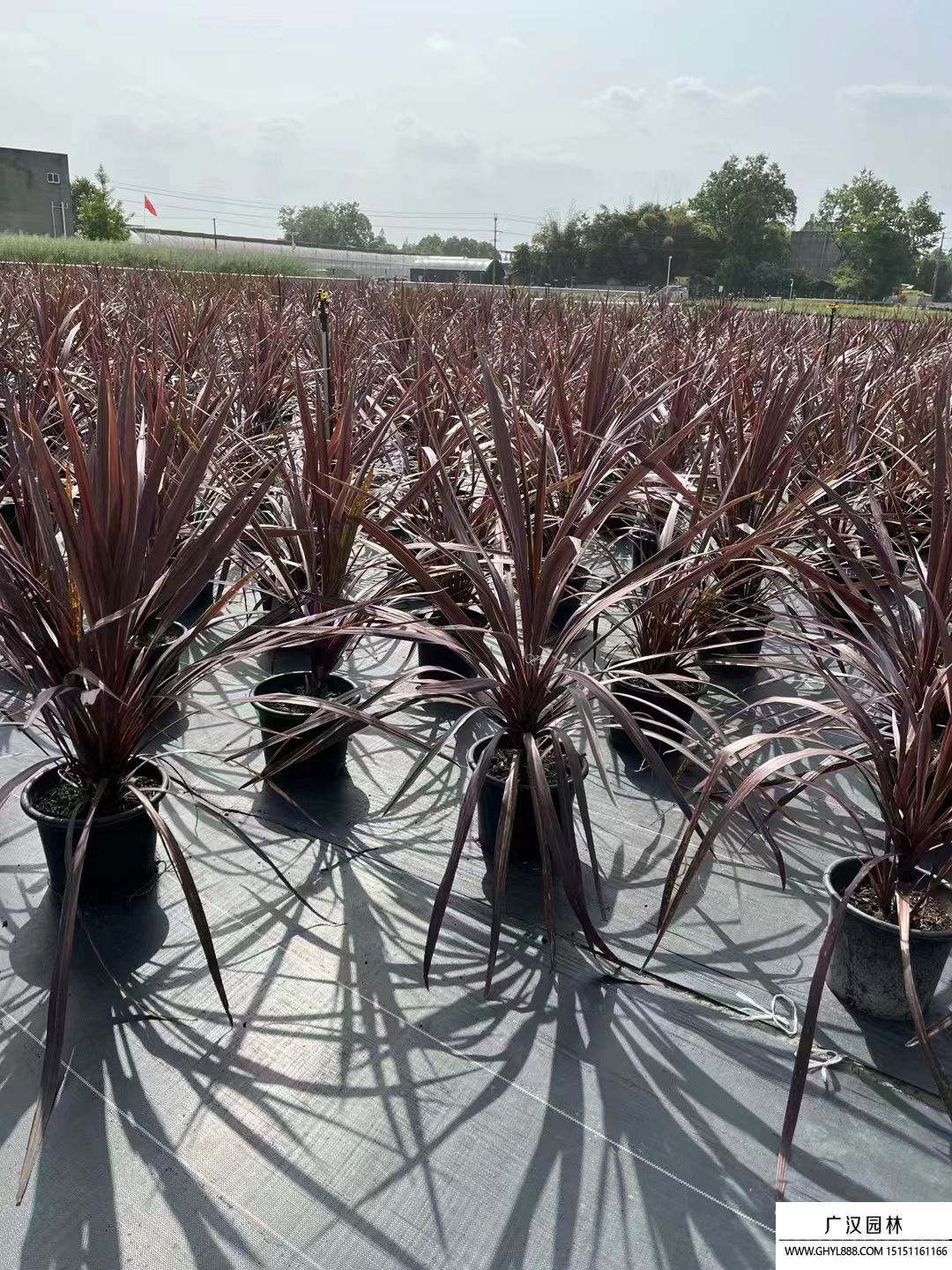 澳洲朱蕉 澳洲朱蕉