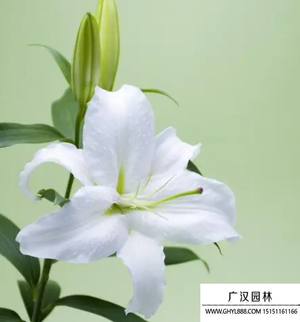 百合花