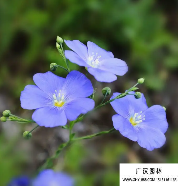藍(lán)花亞麻 藍(lán)花亞麻